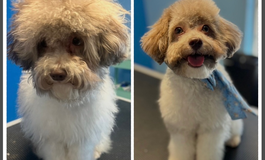 Image 5: Full Service or Doodle/Poodle Full Service Grooming Package for Dogs!