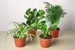 4 Plants Bundle in 3" and 4"  Sizes with Free Shipping -  Pet-Friendly and Low-Light Plant Bundles Indoor and Outdoor Plants (Up to 15%Off) - Second Medium