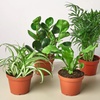 Image 3: 4 Live Plants Bundle in 3" and 4" Sizes: Pet-Friendly and Low-Light Plant Bundles with Free Shipping (Up to 24%Off)