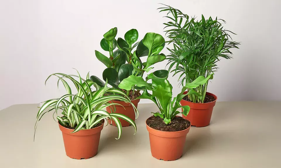 Transform Your Home with Plant Bundles from House Plant Shop (Up to 15%Off)