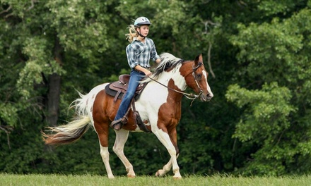 Horse riding: recreational, training, equestrian experiences - Khan Education