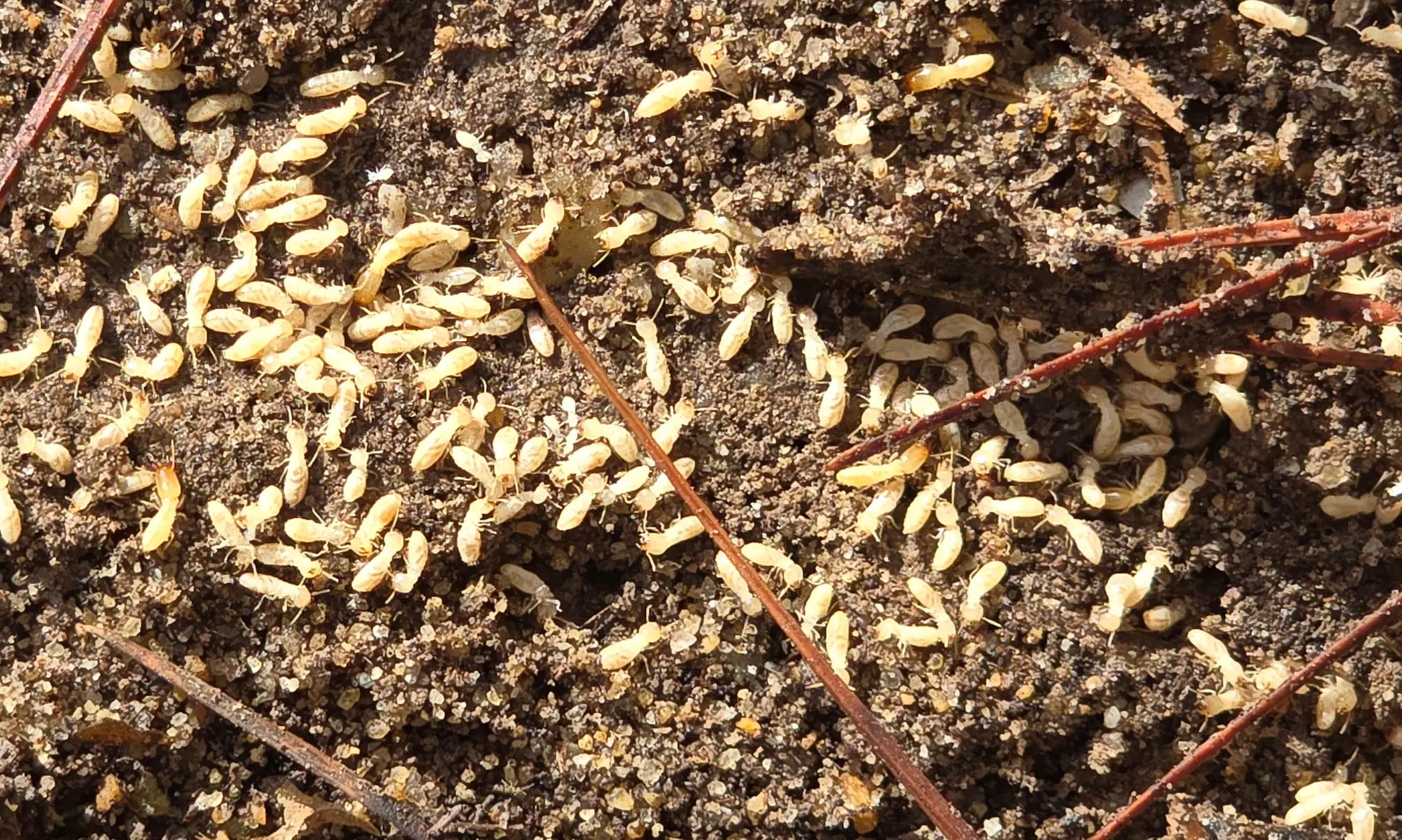 Tailored Pest Control for a Protected Home