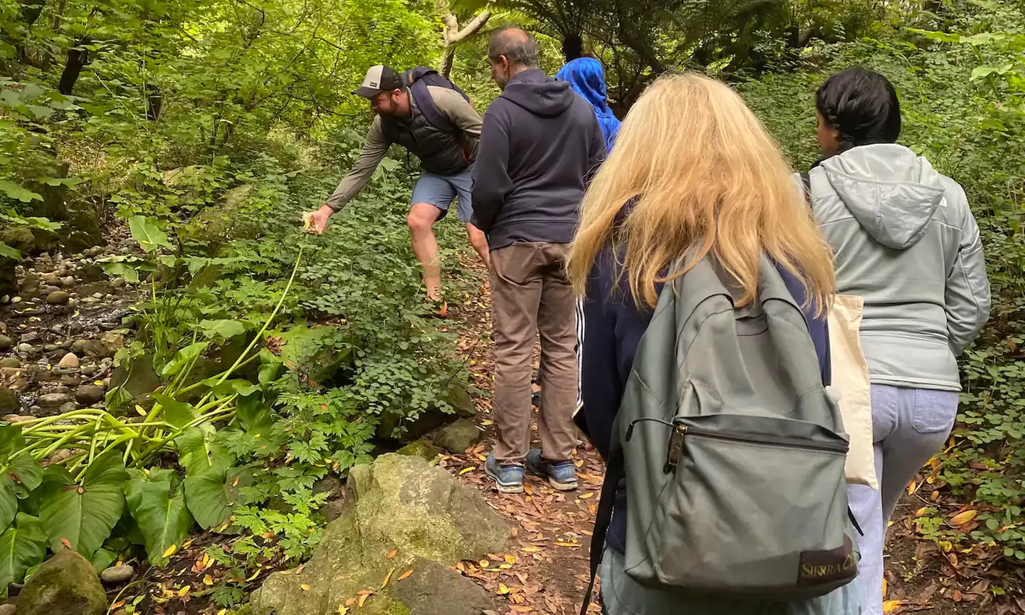 SF's WildSide, Redwood & Hike or Golden Gate Park's Hidden Gems Tour