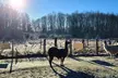 Natur pur & tierische Begleitung: 2-stündige Lama-Park-Wanderung für 2 Personen (bis zu 34% sparen) - Second Medium