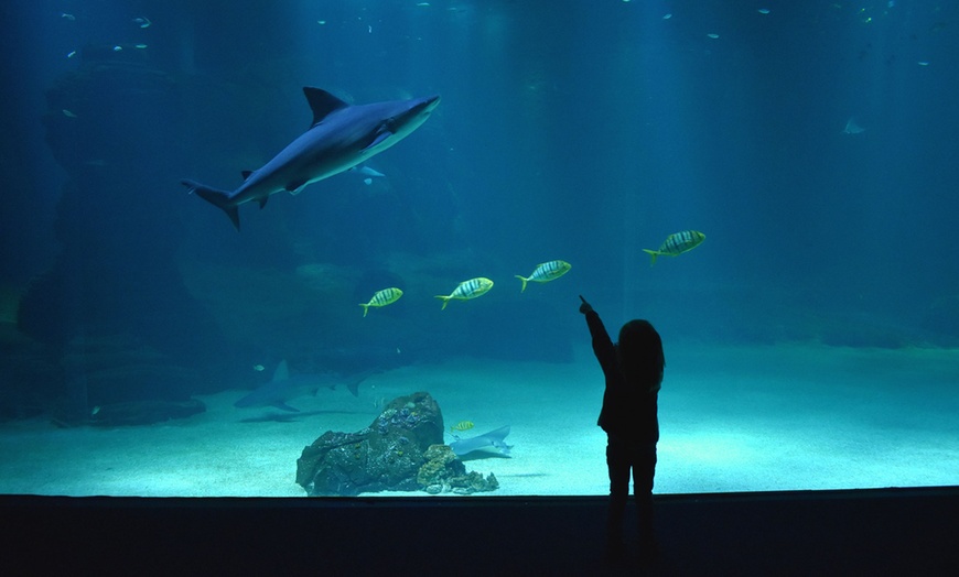 Image 7: Dans un monde sous-marin spectaculaire : Nausicaá