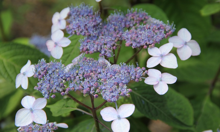 Image 4: Hydrangea Summer Glow