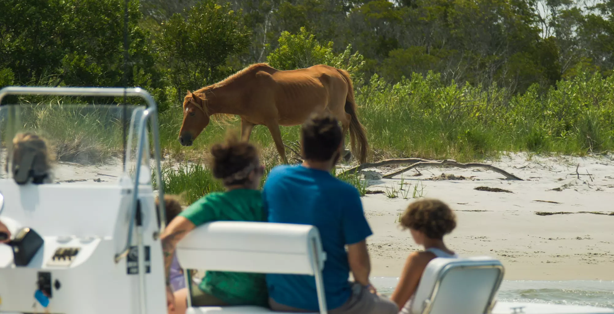 Private Sunset & Wildlife Cruises in Ocean City