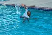 Build Water Confidence: Private or Semi-Private Swim Lessons - Image 2