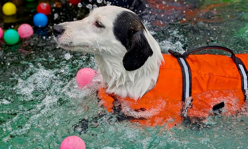 Image 9: Dog Swim Sessions or Deluxe Grooming Packages for All Breeds