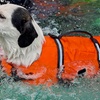 Image 9: Dog Swim Sessions or Deluxe Grooming Packages for All Breeds