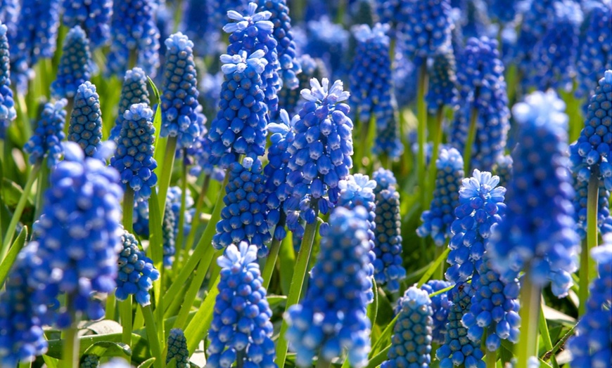 Image 3: 50, 100 o 200 bulbi di fiori Muscari Armeniacum o Magic Mix