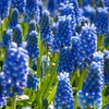 Image 3: 50, 100 o 200 bulbi di fiori Muscari Armeniacum o Magic Mix