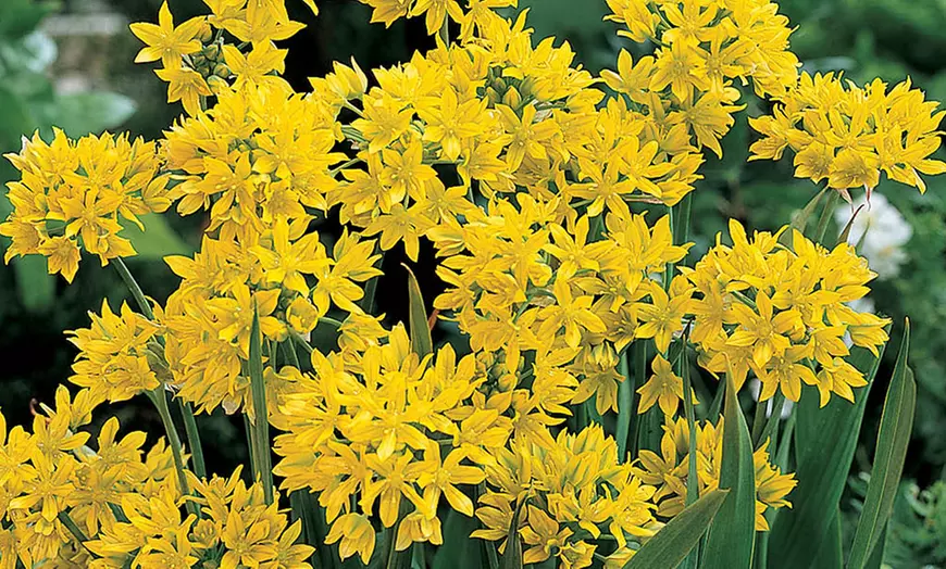 Image 5: Summer Flowering Bulb Collection