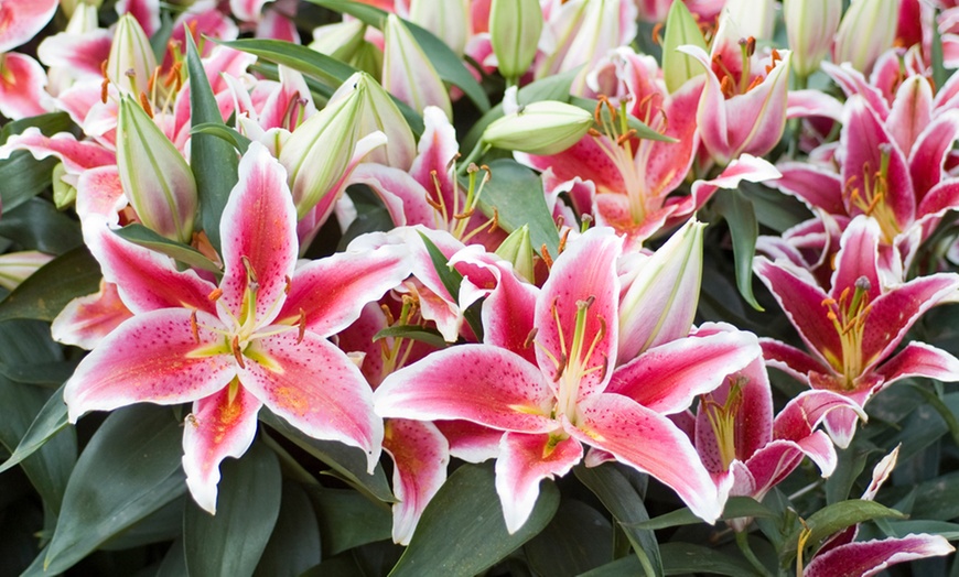 Image 4: Lily 'Dazzler' 24 Bulbs