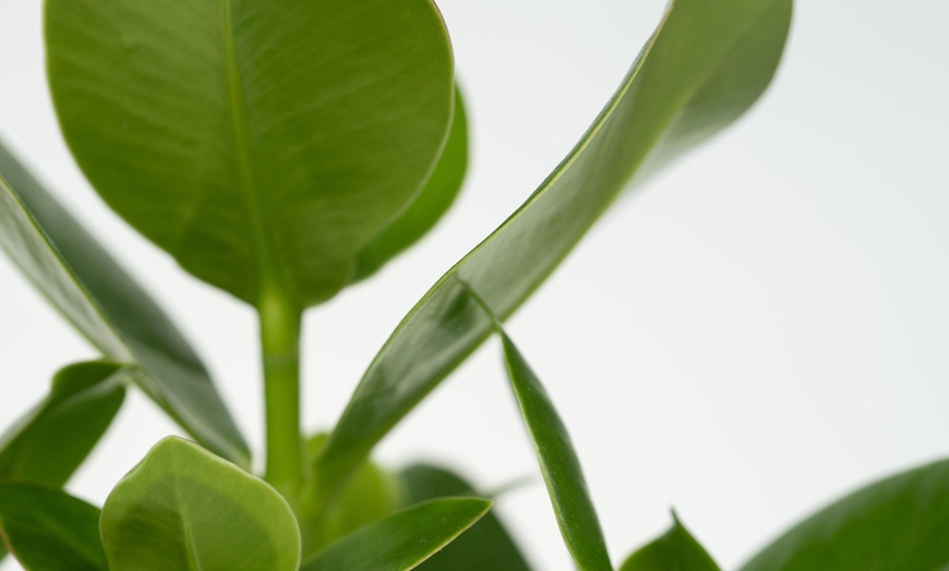 Image 5: Assortiment de plantes d'intérieur 
