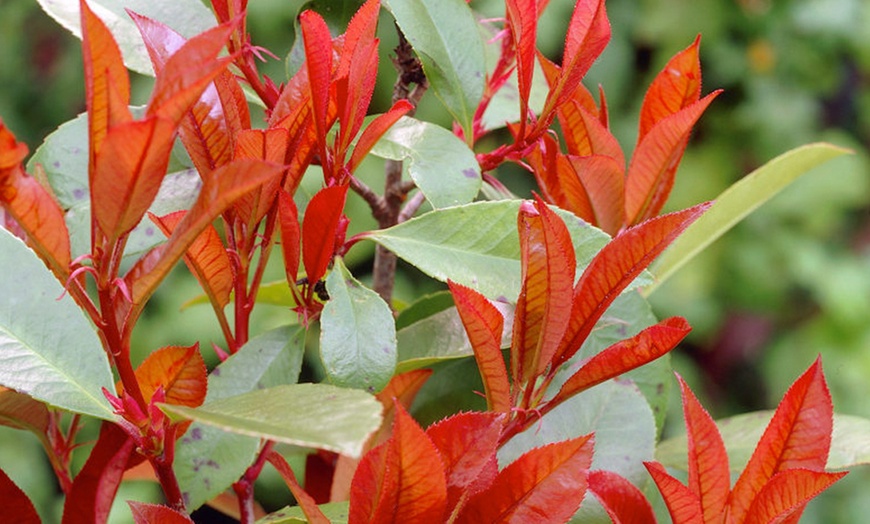 Image 3: Hardy Evergreen Shrub Collection