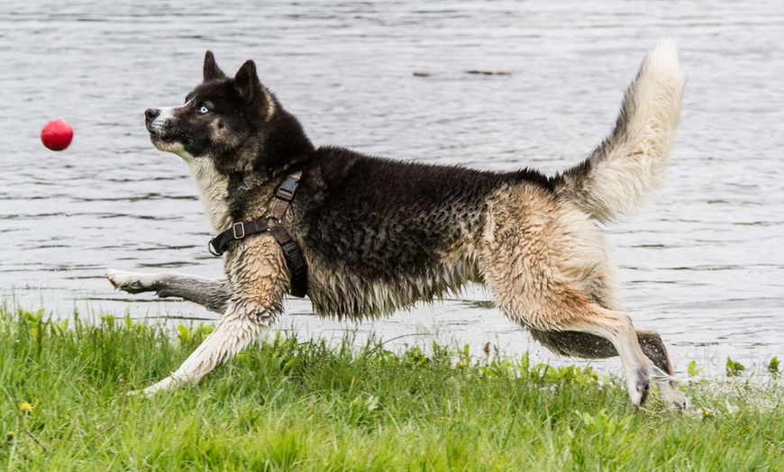 Image 7: Haustier-Fotoshooting