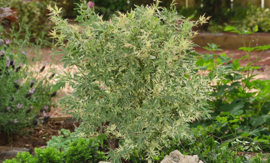 Image 8: Mixed Japanese Acer Palmatum Potted Plants