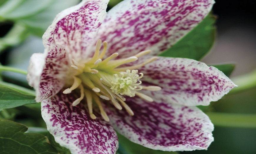 Image 2: Winter Flowering Clematis Plants