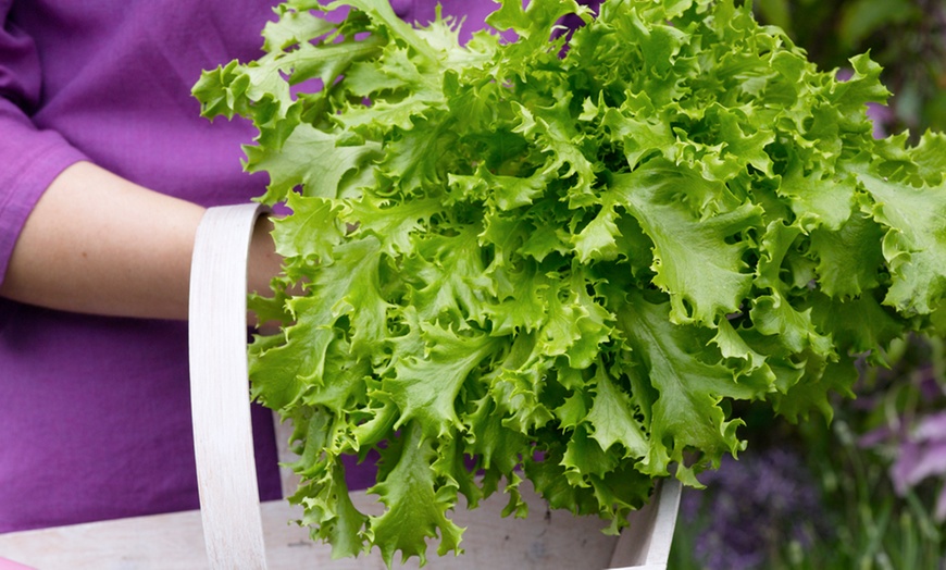 Image 8: VegTrug Planter and Seeds