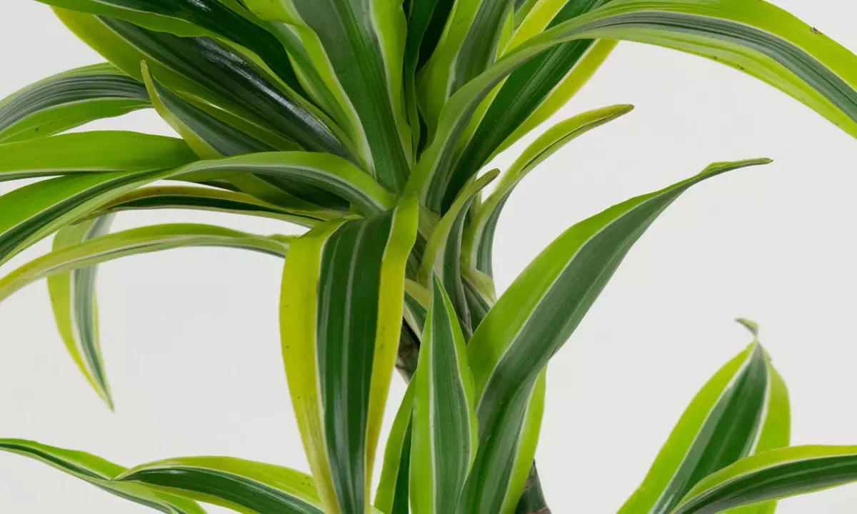 Lote de 4 drácenas de variedades "Lemon Lime" y "Compacta" de Gardenzo