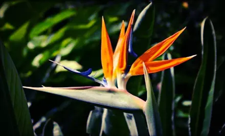 Trees, Shrubs, Bamboo, and Tropical Plants at Sharon's Plants (Up to 56% Off). Two Options Available. - Primary Image