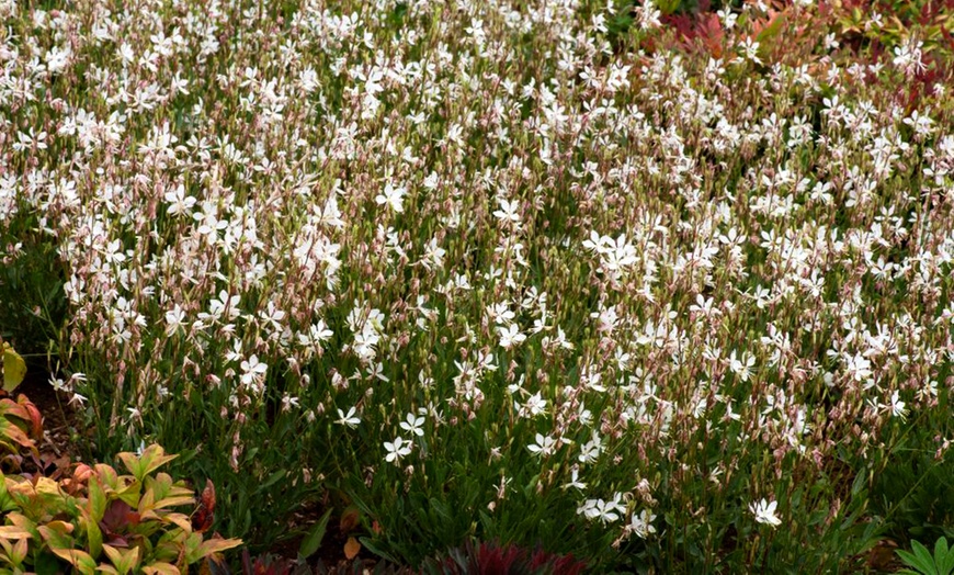 Image 4: Perennial Gaura Sparkle White- 1 or 3 Potted Plants