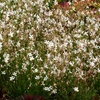 Image 4: Perennial Gaura Sparkle White- 1 or 3 Potted Plants