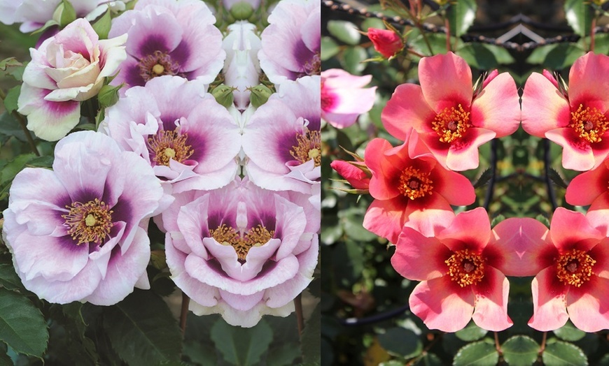 Image 1: Floribunda Rose Pair Collection