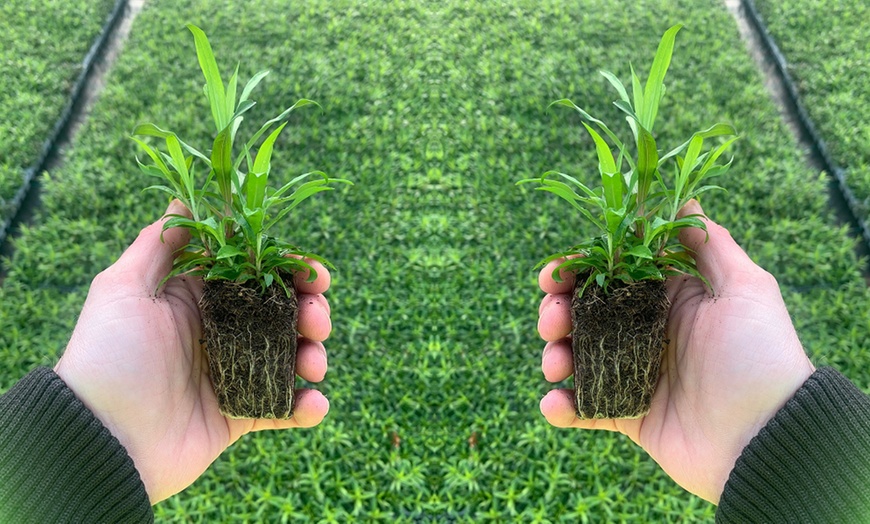 Image 9: Winter Bedding Mix Garden Ready Plants or Plug Plants