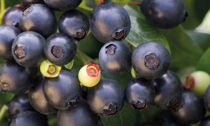 Image 7: Blueberry BerryBux Plants