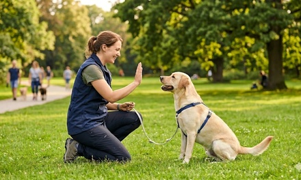 Behavioral counseling ( 1 hour in home session ) - Kelevras Dog Training