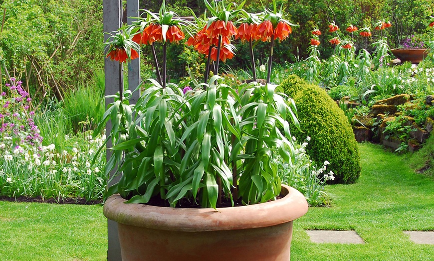 Image 4: Lot de 3 bulbes Fritillaria Lutea ou Rubra