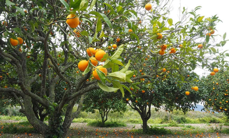 Image 4: Set van 4 Citrus planten