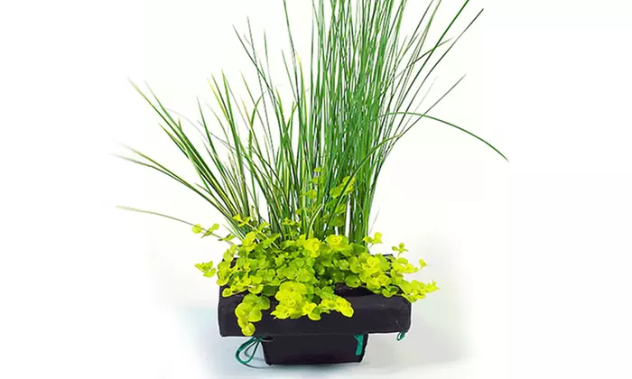 Wasserpflanzen-Insel mit 3 Pflanzen und Schwimmring inkl. Versand - Primary Image