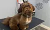 Spa Bath Package for Small, Medium, Large, or Extra Large Dog at The Shaggy Pup Pet Spa (Up to 35% Off)