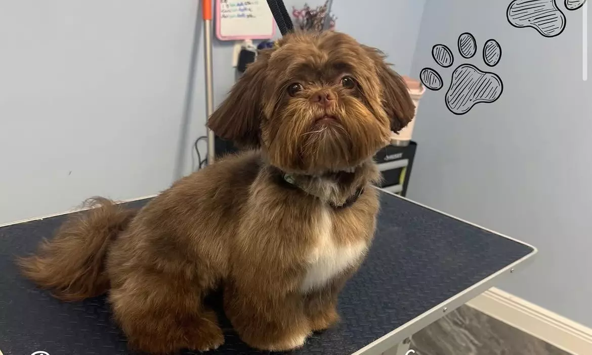 Spa Bath Package for Small, Medium, Large, or Extra Large Dog at The Shaggy Pup Pet Spa (Up to 35% Off) - Primary Image