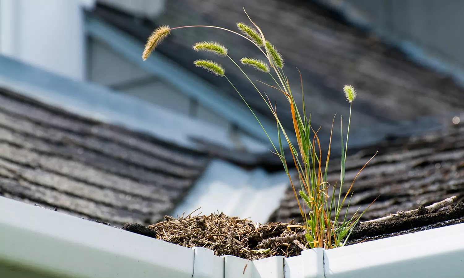 Roof Tune-Up and Inspection from Best Price roofing & gutters (50% Off) - Primary Image