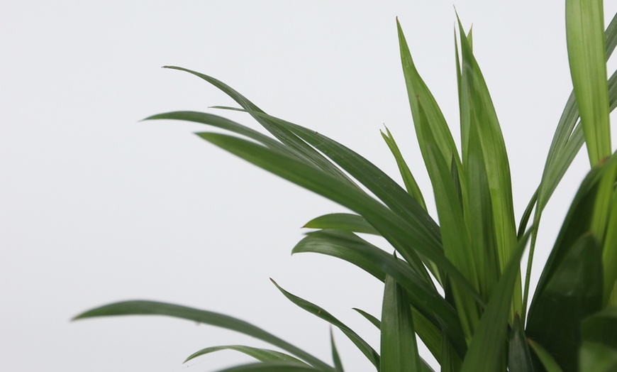 Image 2: 4er-Set pflegeleichte Zimmerpflanzen