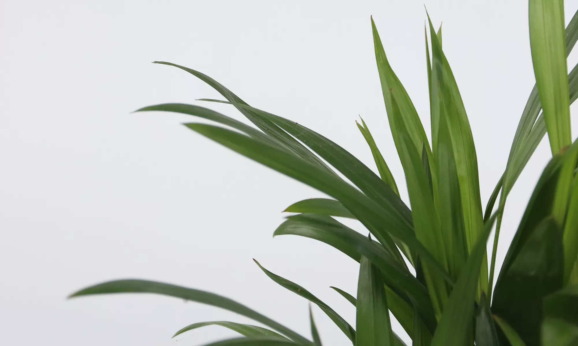 4er-Set pflegeleichte Zimmerpflanzen