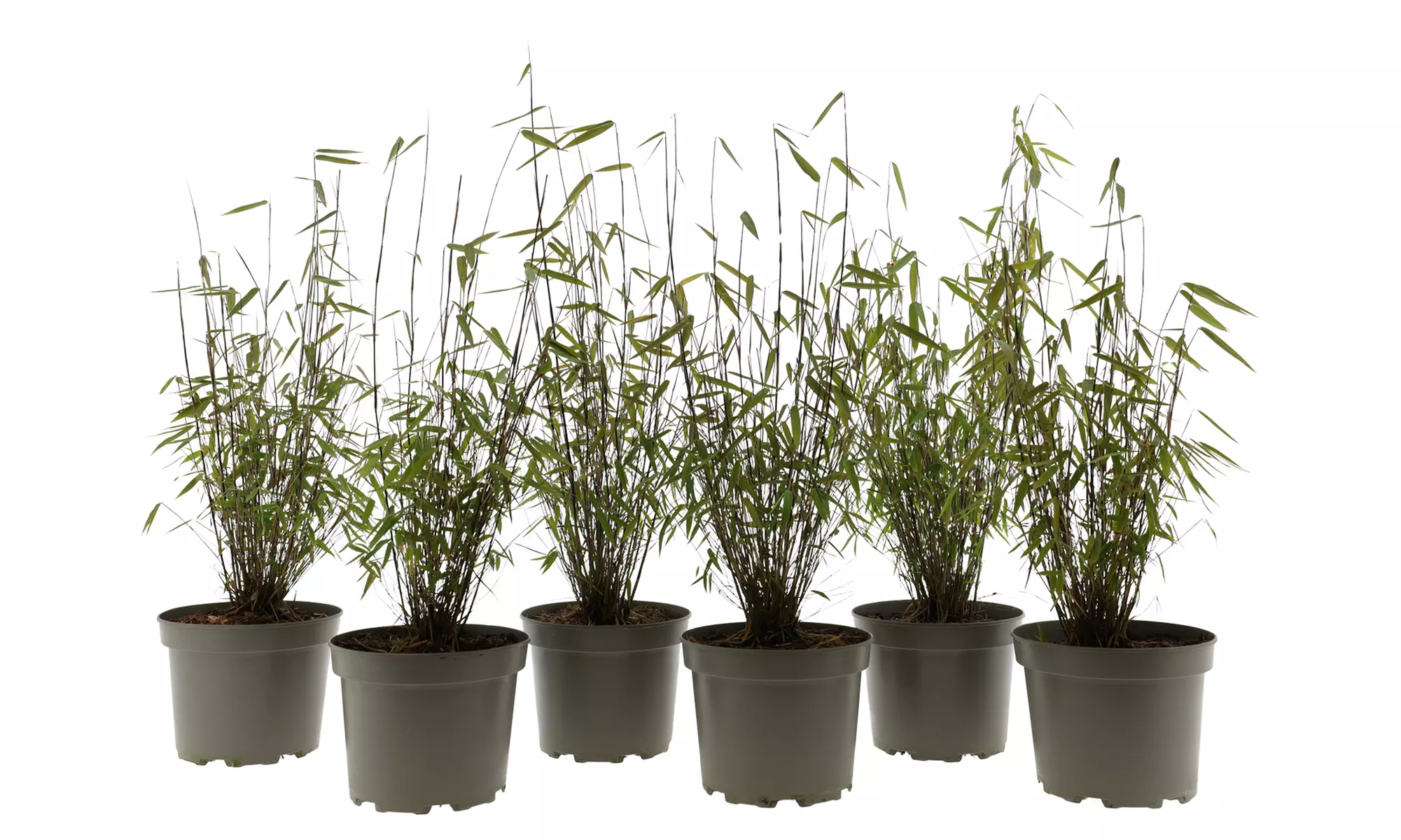 Hasta 6 plantas de bambú Fargesia