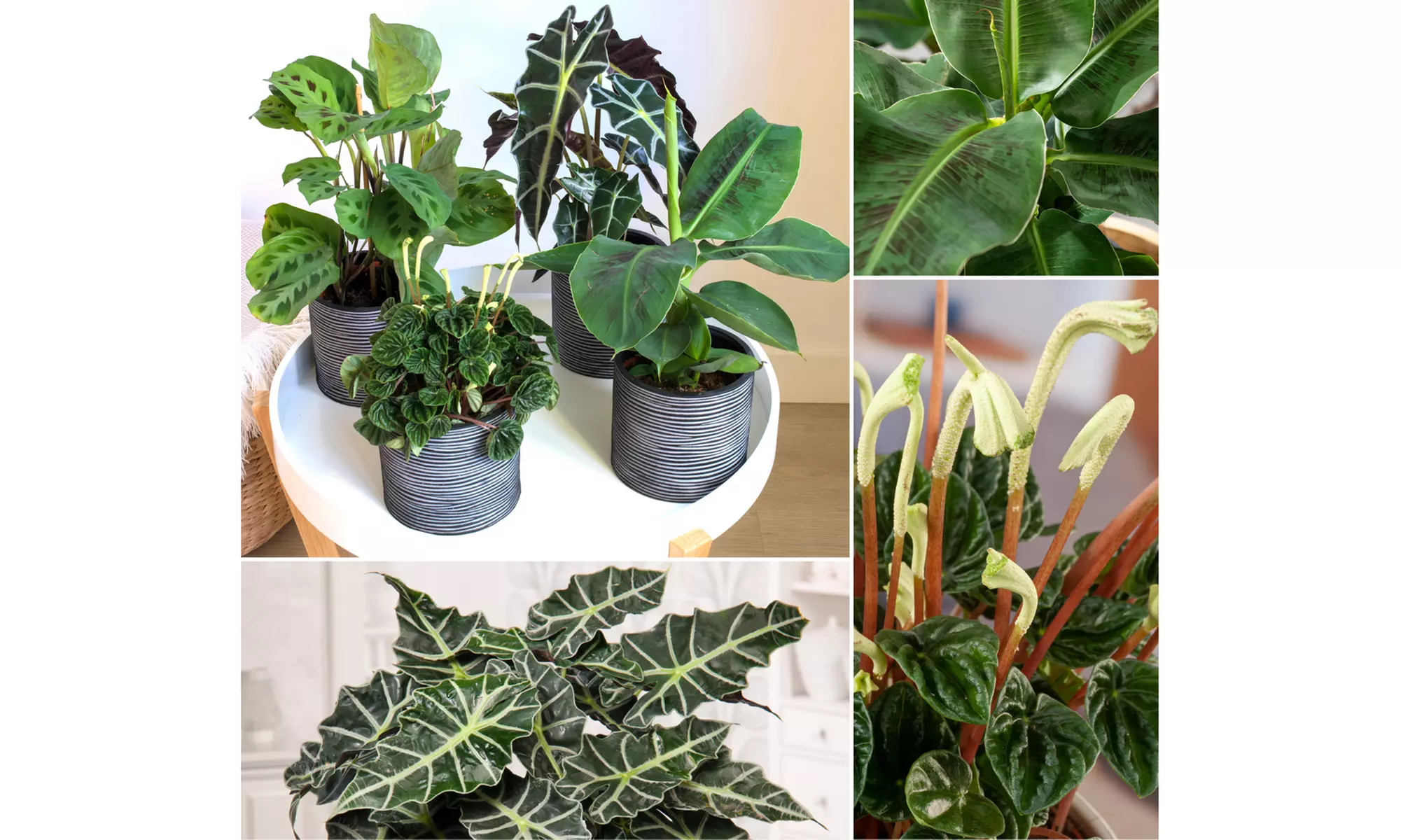 Mélange de 4 plantes d'intérieur exotiques