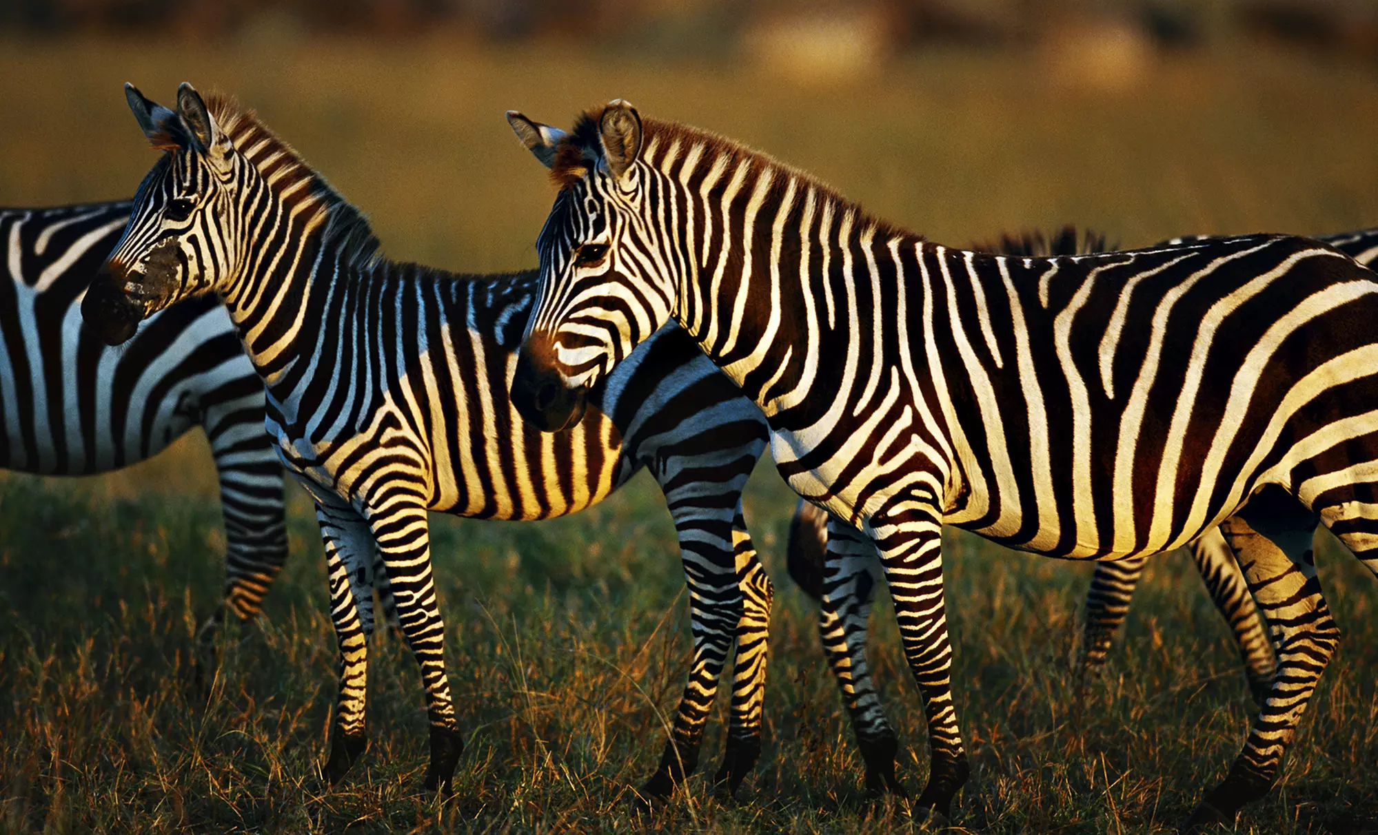 Admission for Four or Six to Lazy L Safari Park (50% Off) - Primary Image
