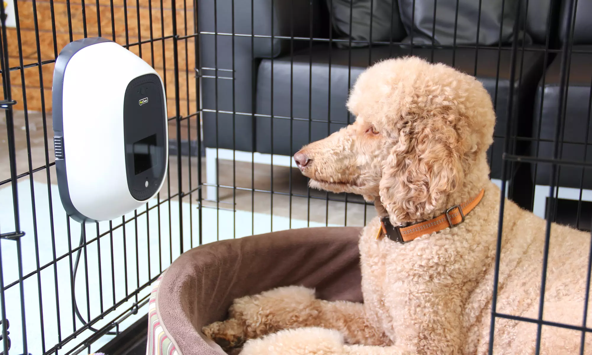 PetChatz Greet & Treat Videophone - Primary Image