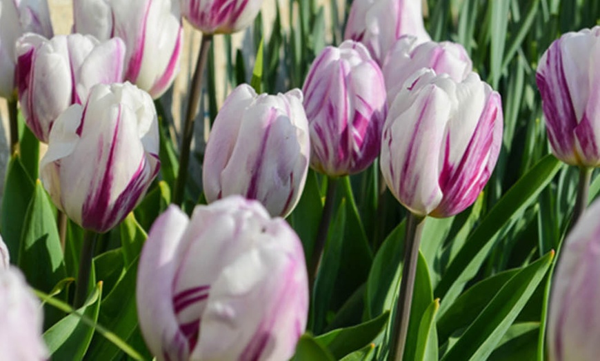 Image 2: 12 or 24 Tulip Flaming Flag Spring Flowering Bulbs