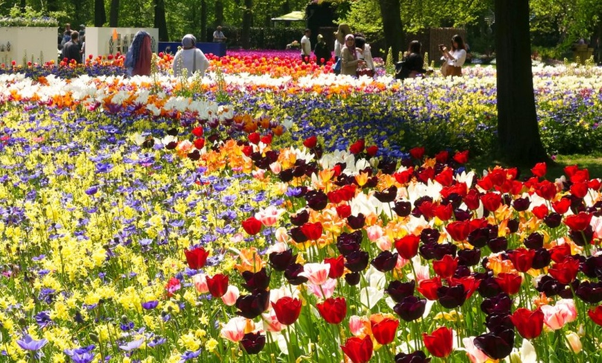 Image 3: Bumper Spring Bulb Collection - 500 or 1000 bulbs