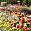 Image 3: Bumper Spring Bulb Collection - 500 or 1000 bulbs
