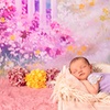 Image 11: Newborn Photography: Get a Standard, Deluxe or Solo Collection