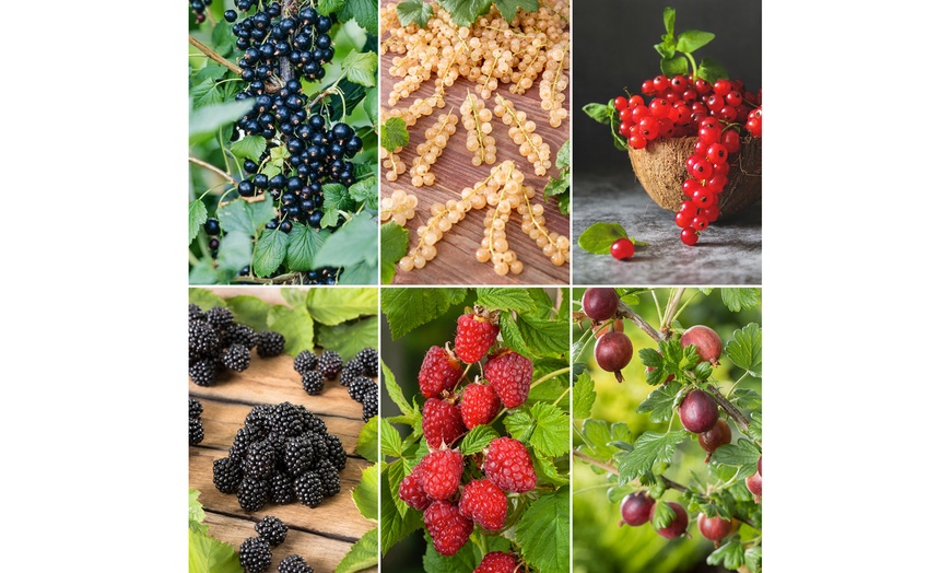 Image 5: Plantes d'extérieur au choix, faciles d'entretien