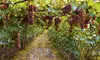 Up to 50% Off Wine Tours at The Gracious Grape